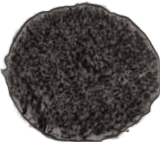 Pad de Lana Pelo Largo Corte Medio